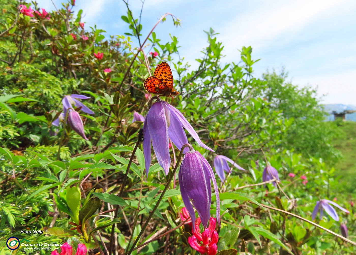 52 Clematis alpina (Clematide alpina).JPG